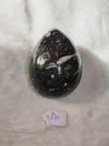 Possible Orthoceras Fossil Egg Polished Black Limestone Display Stone 250g