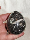 Possible Orthoceras Fossil Egg Polished Black Limestone Display Stone 250g