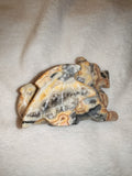 271g Crazy Lace Agate Dragon Carving Hand Carved Gemstone Figurine Crystal