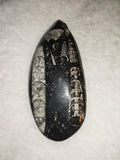Polished Orthoceras Fossil Tear Drop Slab Moroccan Cephalopod Decor 43g