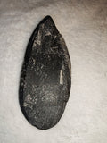 Polished Orthoceras Fossil Tear Drop Slab Moroccan Cephalopod Decor 43g