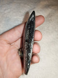 Polished Orthoceras Fossil Tear Drop Slab Moroccan Cephalopod Decor 43g