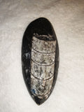 Polished Orthoceras Fossil Oval Palm Stone Moroccan Cephalopod Slab 66g
