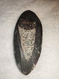 Polished Orthoceras Fossil Oval Palm Stone Moroccan Cephalopod Slab 66g