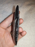 Polished Orthoceras Fossil Oval Palm Stone Moroccan Cephalopod Slab 66g