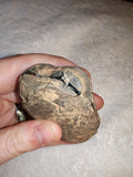 Polished Septarian Nodule Slices Pair Dragon Stone Webbed Slice Set 127g