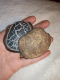 Polished Septarian Nodule Slices Pair Dragon Stone Webbed Slice Set 127g