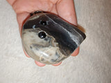 Petrified Wood Teardrop Palm Stone 94g Fossilised Agatized Wood Crystal Carving