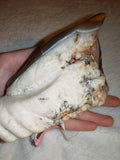700g Natural Agate Quartz Crystal Wing Carving Raw Geode Specimen