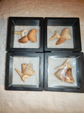 Fossil Tooth Set Mosasaur Crow Shark Tooth Floating Frame Display Specimen