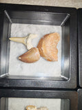 Fossil Tooth Set Mosasaur Crow Shark Tooth Floating Frame Display Specimen