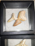 Fossil Tooth Set Mosasaur Crow Shark Tooth Floating Frame Display Specimen