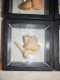 Fossil Tooth Set Mosasaur Crow Shark Tooth Floating Frame Display Specimen