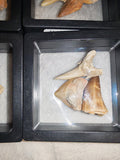 Fossil Tooth Set Mosasaur Crow Shark Tooth Floating Frame Display Specimen