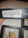 Fossil Tooth Set Mosasaur Crow Shark Tooth Floating Frame Display Specimen