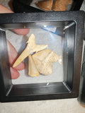 Fossil Tooth Set Mosasaur Crow Shark Tooth Floating Frame Display Specimen