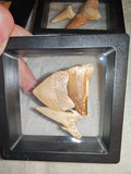 Fossil Tooth Set Mosasaur Crow Shark Tooth Floating Frame Display Specimen