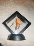 Fossil Tooth Set Mosasaur Crow Shark Tooth Floating Frame Display Specimen