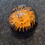 Large Orange Floral Art Glass Paperweight Clear Bubble Dark Base 950g #115