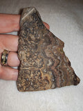 74g Crazy Lace Agate Slab Patterned Mexican Agate Slice Crystal Specimen #2