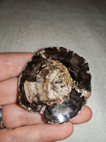 24g Petrified Wood Slice Polished Fossil Wood Branch Section Round