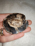 24g Petrified Wood Slice Polished Fossil Wood Branch Section Round