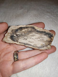 48g Petrified Wood Slab Thick Polished Fossil Wood Branch Slice Specimen