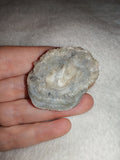 17g Natural Chalcedony Rose Agate Slice Concentric Botryoidal Specimen