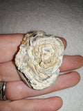 17g Natural Chalcedony Rose Agate Slice Concentric Botryoidal Specimen