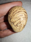 28g Polished Betel Nut Palm Seed Pebble Patterned Natural Botanical Pocket Stone