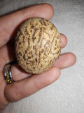 28g Polished Betel Nut Palm Seed Pebble Patterned Natural Botanical Pocket Stone