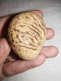 28g Polished Betel Nut Palm Seed Pebble Patterned Natural Botanical Pocket Stone
