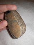 45g Natural Petrified Wood Slice Fossilised Tree Section Specimen Display Rock