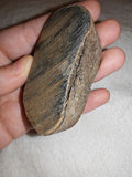 45g Natural Petrified Wood Slice Fossilised Tree Section Specimen Display Rock
