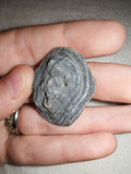 11g Natural Druzy Chalcedony Agate Slice Botryoidal Eye Crystal Specimen