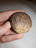 29g Large Whole Nutmeg Seed Specimen Natural Botanical Spice Herbal Charm