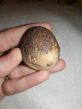 29g Large Whole Nutmeg Seed Specimen Natural Botanical Spice Herbal Charm