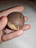 29g Large Whole Nutmeg Seed Specimen Natural Botanical Spice Herbal Charm