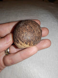 29g Large Whole Nutmeg Seed Specimen Natural Botanical Spice Herbal Charm