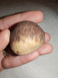 29g Large Whole Nutmeg Seed Specimen Natural Botanical Spice Herbal Charm