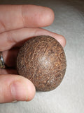 29g Large Whole Nutmeg Seed Specimen Natural Botanical Spice Herbal Charm
