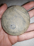 72g Polished Goniatite Fossil Disc Round Moroccan Ammonite Fossil Paperweight