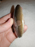 72g Polished Goniatite Fossil Disc Round Moroccan Ammonite Fossil Paperweight
