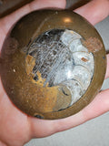 72g Polished Goniatite Fossil Disc Round Moroccan Ammonite Fossil Paperweight