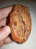 23g Natural Raw Amber Copal Specimen Honey Golden Fossil Resin Crystal
