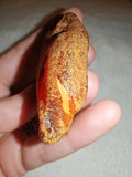 23g Natural Raw Amber Copal Specimen Honey Golden Fossil Resin Crystal