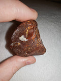 14g Natural Raw Amber Copal Specimen Honey Cognac Fossil Resin Crystal #4