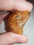 6g Natural Raw Amber Copal Specimen Honey Cognac Fossil Resin Crystal #5