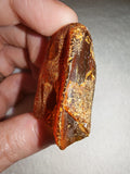 13g Natural Raw Amber Copal Specimen Rich Cognac Amber Fossil Resin Gem #9