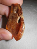 5g Natural Raw Amber Copal Specimen Rich Cognac Terracotta Resin Fossil Piece #14